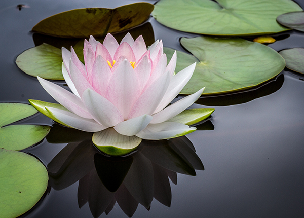 Water Lily & Green Tea Facial Promotion